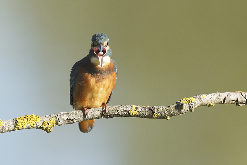 Stranezza del Martin pescatore